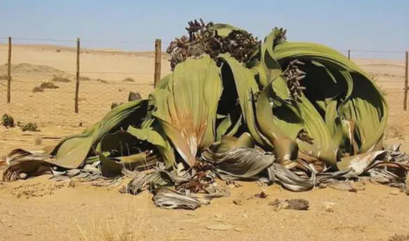 أغرب نبتة موجودة على سطح الأرض.. موجودة منذ ملايين السنين – منوعات