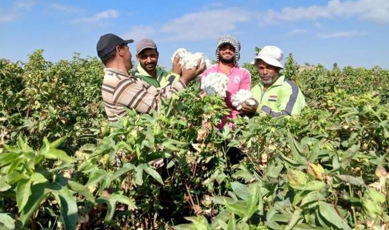 أخبار القطن اليوم في المحافظات.. سعر القنطار وتفاصيل المزاد القادم – اقتصاد