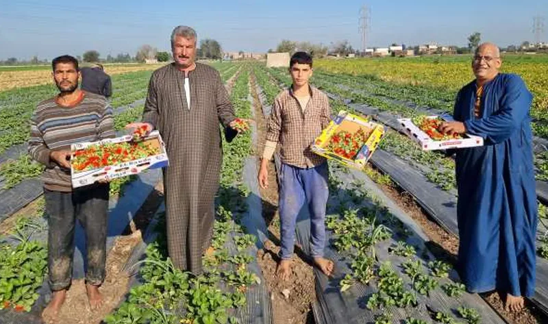 «بشاير الخير هلت».. حصاد محصول الفراولة بالمنوفية: الفدان ينتج 40 طنا – المحافظات